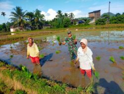 Gas Full Percepatan Masa Tanam, Babinsa Turun Sawah Bantu Petani