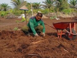 Babinsa Koramil 09/Sama Tiga Mengelolah Lahan Pribadi Untuk Perkebunan Di Lahan Gambut