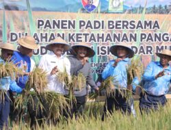 Wakil Bupati Aceh Besar Drs. Syukri A. Jalil Panen Padi Bersama Di Lahan Ketahanan Pangan Lanud Sultan Iskandarmuda.