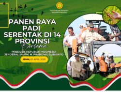 Aceh Besar Terpilih Sebagai Lokasi Panen Raya Padi Serentak Dari 14 Provinsi.