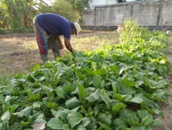 Bang Adi Petani Sayuran Siap Mendukung Ketahanan Pangan, Tapi Masih Butuh Perhatian.