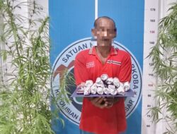 Sat Resnarkoba Polres Aceh Besar Kembali Musnahkan Ladang Ganja, 1( Satu) Orang Ditangkap