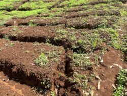 PENGUASAAN LAHAN KEBUN TEH PTPN SECARA ILEGAL DI PANGALENGAN MENYEBABKAN BAHAYA LONGSOR